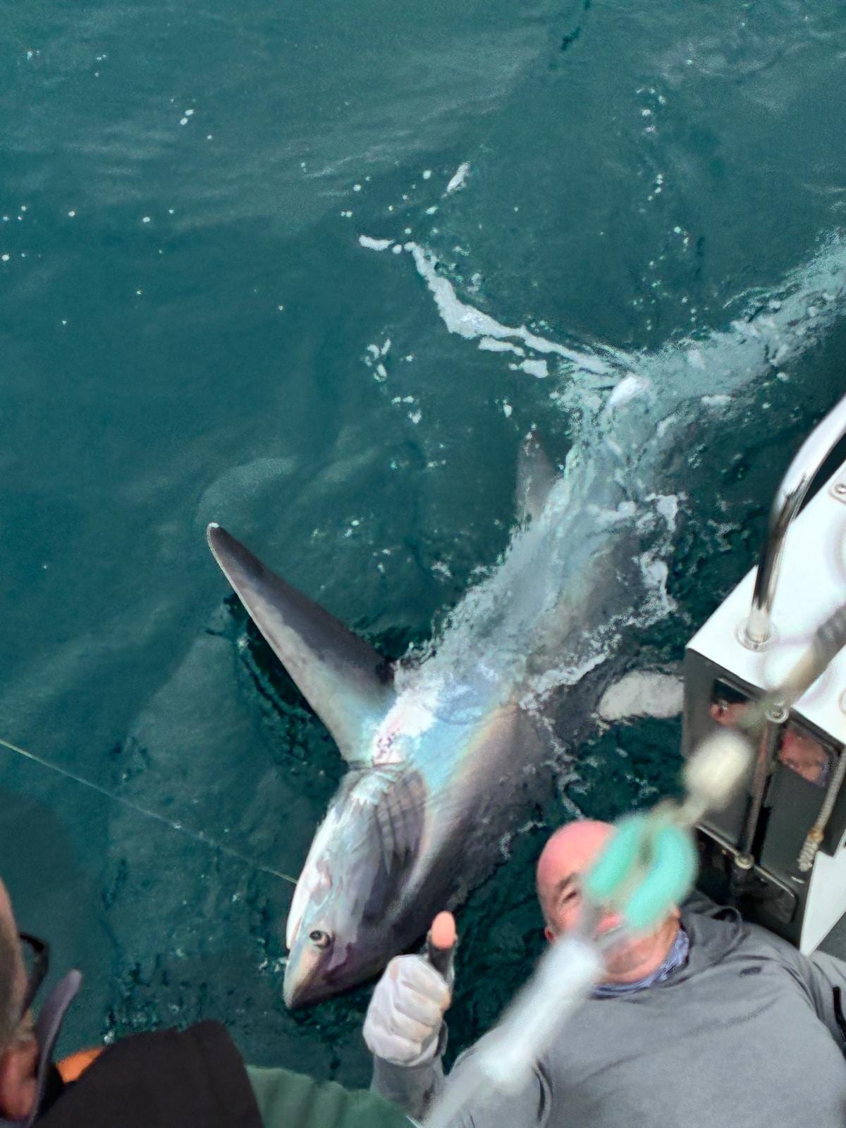 A thresher shark alongside the boat, long tail fin clear of the water, moments before release